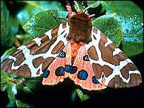 Tiger moth