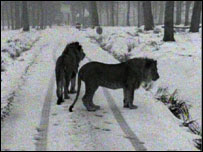 Lions in snow at Longleat