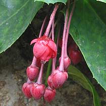 Berberidopsis