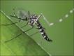 Foto: Roger Eritja/www.photolibrary.com/Extreme Insects/HarperCollins