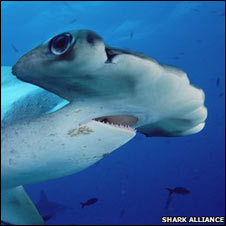 Hammerhead