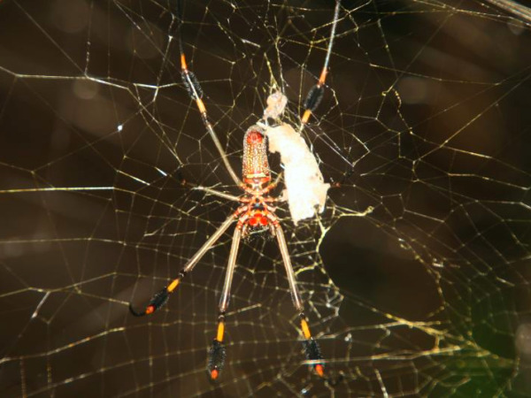 spider.jpg