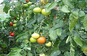 Tomatoes on the vine