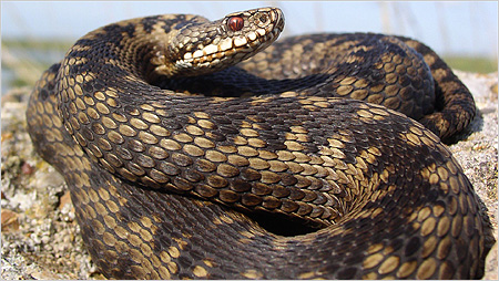 Adder c/o Jon Cranfield-Herpetologic Ltd Herpetological Conservation Trust