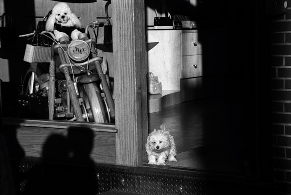 A toy dog sits atop a wooden motorcycle as a real dog stands in doorway of a store in New York
