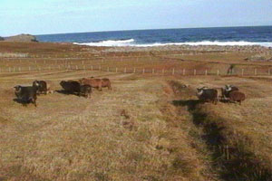 Isobel wants an end to the killing