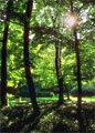 wood