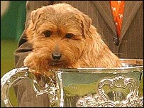 Co-Co, Crufts 2005
