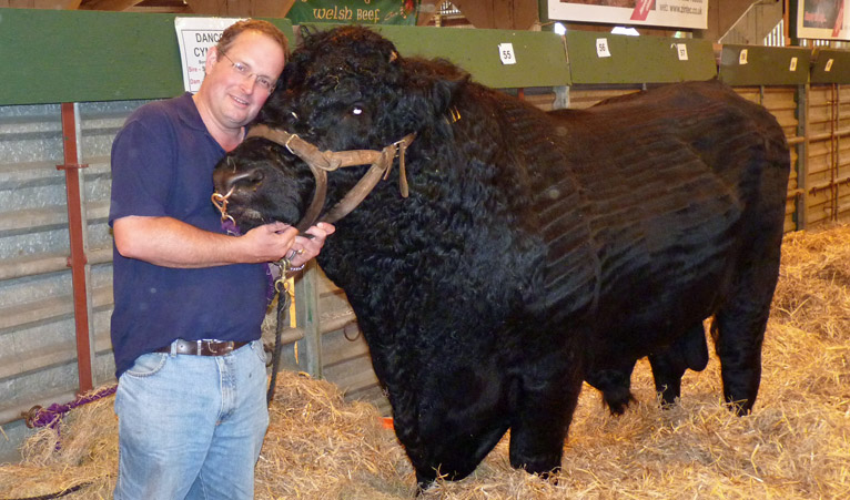 Nigel Birt-Llewellyn from Haverfordwest, with bull Dancoed Cymro
