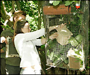 Releasing dormice into the wild