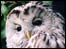 Linda Asquith: Owl