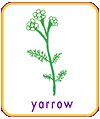yarrow
