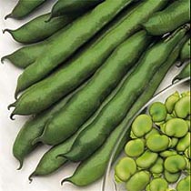 Broad bean 'Imperial Green Longpod'