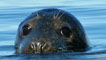 Seal by Ross Bullimore