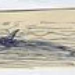 Mr Shark swimming by