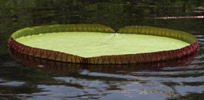 Giant lilly pad