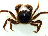 Mitten Crab c/o PA Images