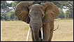 Elefante no Quênia (arquivo)
