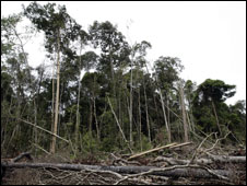 Logging in Sumatra, Indonesia
