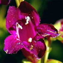 Penstemon 'Blackbird'
