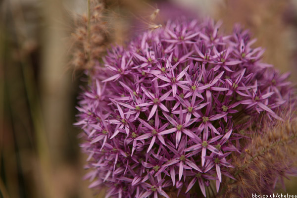 Chelsea Flower Show 2011