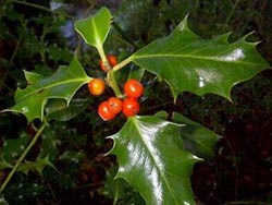 Holly