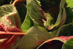 Amaranth, photo courtesy of FotoosVanRobinth on flickr