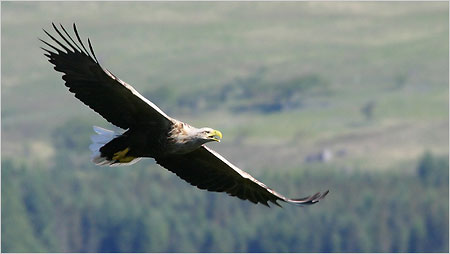 Sea Eagle c/o Iain Erskine
