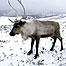 Reindeer in Cairngorms