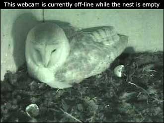Barn owl webcam is offline while the nest is empty - try one of the other webcams instead