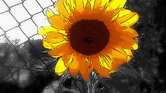 The Sunflower....