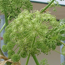 Angelica archangelica