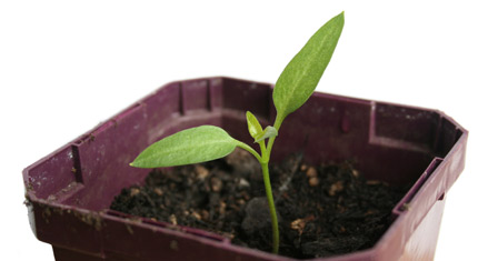 seedling
