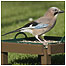 Jay c/o RSPB Images/Blake