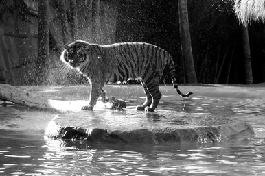 Water tiger