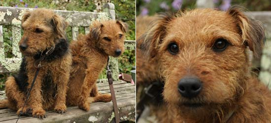 Carol's dogs, Fleur and Fifi