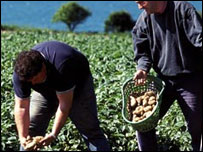 Picking Jersey Royals