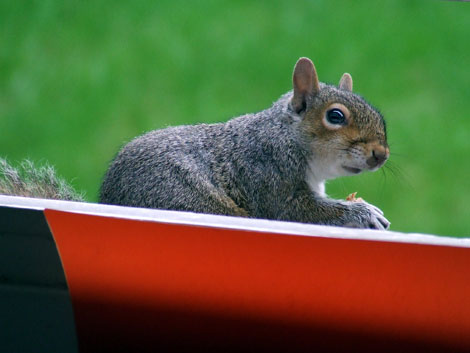 Squirrel on Calton Hill, Edinburgh