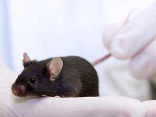 Mouse held in the hand of a lab technician (Image credit Andrei Tchernov/iStockphoto)