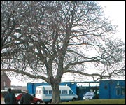 The Walnut Tree outside the Oasis Centre
