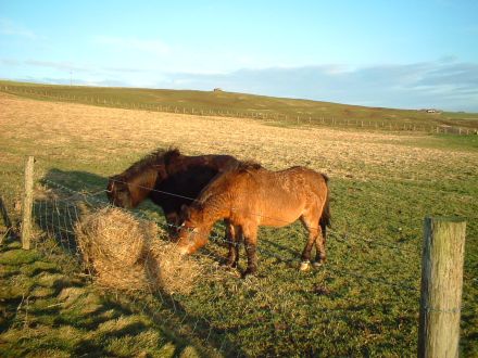 Ponies at Backaskaill, 30th December 2004.