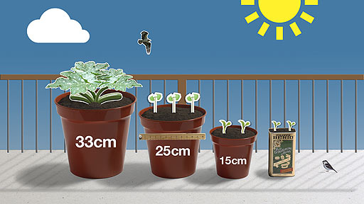 Different sized pots lined up with veg growing in them.