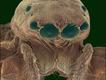 Imagem microscópica de uma aranha-saltadora (Foto: Steve Gschmeissner / Science Photo Library)