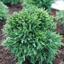 Chamaecyparis 'Green Globe'
