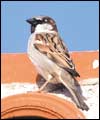 House sparrow: larger image and birdsong 