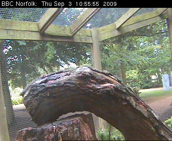 Webcam view within the red squirrels' enclosure at Pensthorpe Nature Reserve