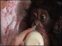 Chimp being bottle fed