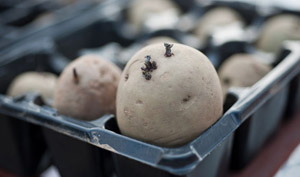 chitting potatoes