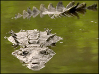 Krokodýl americký