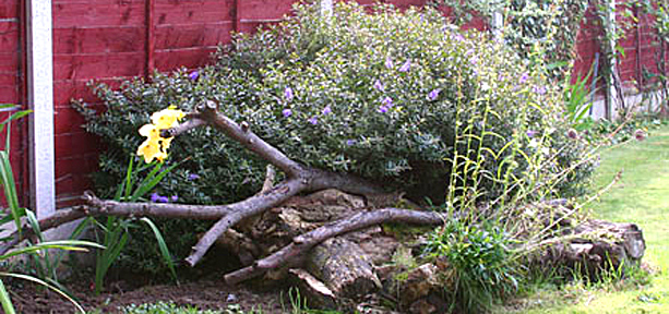 A pile of leaves and wood